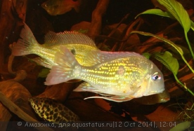 Фото Геофагус суринамский Geophagus surinamensis  (photo#60618)