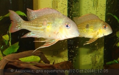 Фото Геофагус суринамский Geophagus surinamensis  (photo#60619)