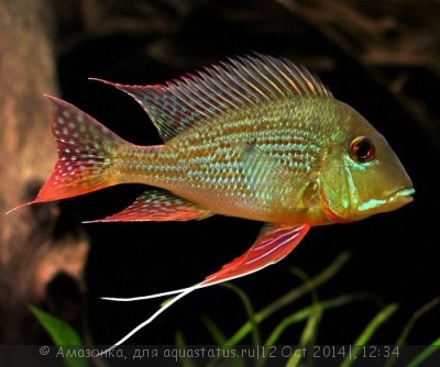 Фото Геофагус альтифронс Geophagus altifrons  (photo#60621)