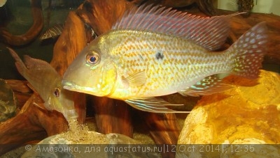 Фото Геофагус альтифронс Geophagus altifrons  (photo#60623)