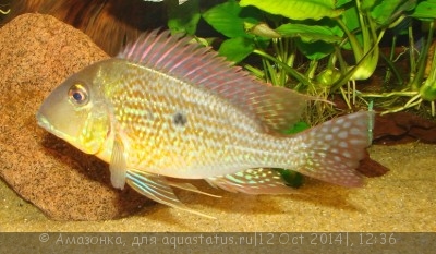 Фото Геофагус альтифронс Geophagus altifrons  (photo#60624)