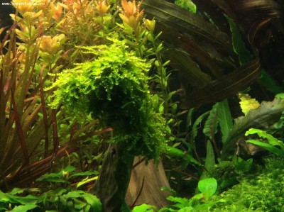 Опознание аквариумных растений - image.jpeg