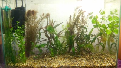 Первый аквариум начинающего на 30л , для травы - ошибки и шишки :( (kostya_ra)