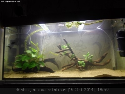 Мой аквариум 300 литров shok  - SAM_0910.JPG