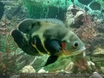 Астронотус (Astronotus ocellatus)