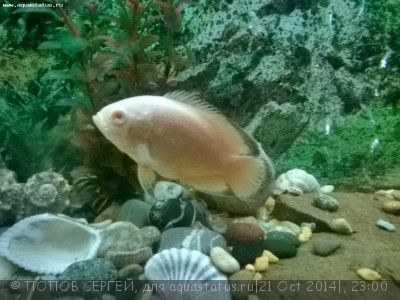 Астронотус (Astronotus ocellatus)