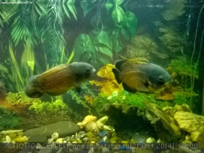 Астронотус (Astronotus ocellatus)