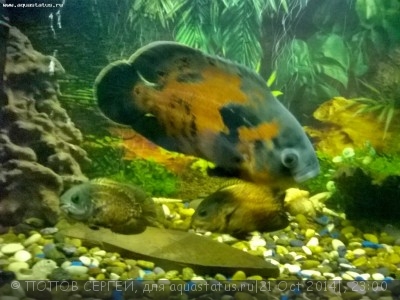 Астронотус (Astronotus ocellatus)