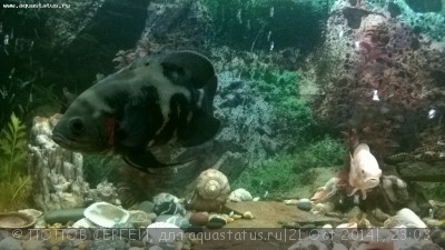 Астронотус (Astronotus ocellatus)