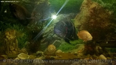 Астронотус (Astronotus ocellatus)