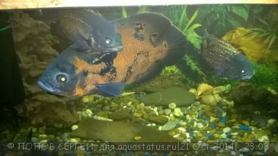 Фото Астронотус Astronotus ocellatus  (photo#61086)