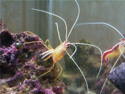 Фото Решился на морской аквариум 30 литров Indi  (photo#61481)