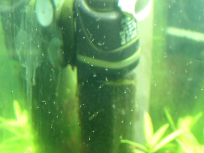 Мини аквариум 30 литров greblin  - DSCF8411.jpg