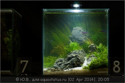 1-й российский конкурс ПИКО аквариумов Aqualighter Pico