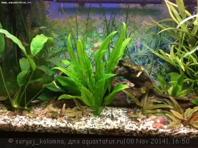 Опознание аквариумных растений - image.jpg