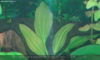 Фото Опознание аквариумных растений (photo#61877)
