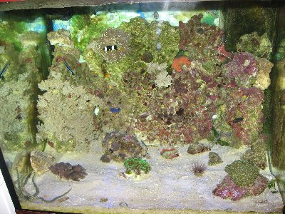 Фото Мой морской аквариум 250 литров Сергей  (photo#62)