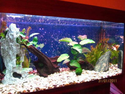 Мой аквариум 150 литров Gora  - IMG_0698.jpg