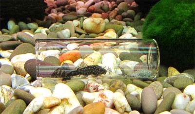 Мой аквариум 150 литров Gora  - IMG_0724.jpg