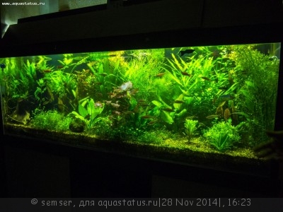 Фото Светодиодное освещение аквариума (photo#62426)