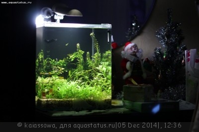 Новый конкурс: Мисс  аквариумистка AQUASTATUS-2014