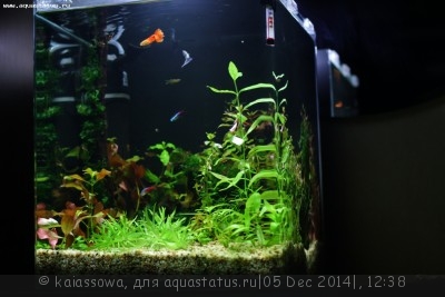 Новый конкурс: Мисс  аквариумистка AQUASTATUS-2014