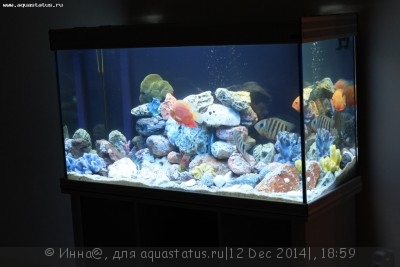 Новый конкурс: Мисс  аквариумистка AQUASTATUS-2014