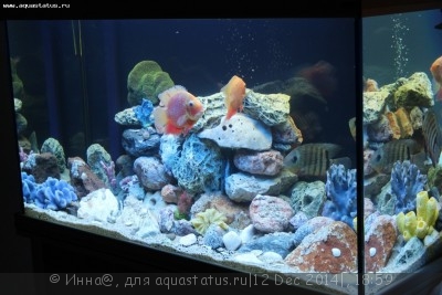 Новый конкурс: Мисс  аквариумистка AQUASTATUS-2014