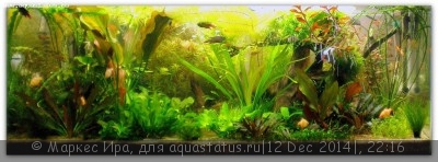 Новый конкурс: Мисс  аквариумистка AQUASTATUS-2014