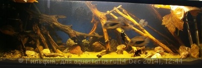 Новый конкурс: Мисс  аквариумистка AQUASTATUS-2014