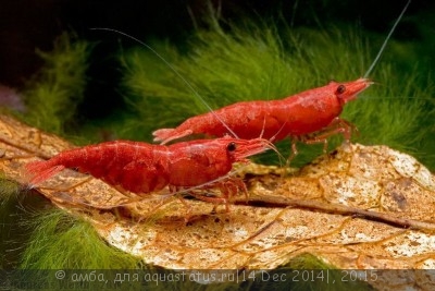 Креветка "Красный огонь" (Red Fire Shrimp)