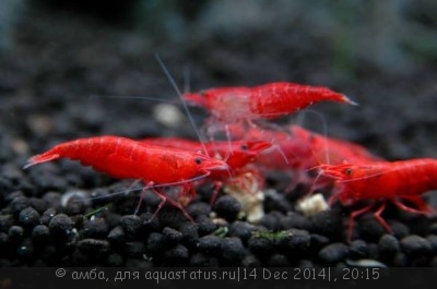 Креветка "Красный огонь" (Red Fire Shrimp)