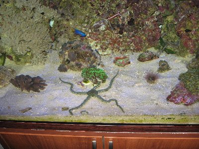 Мой морской аквариум 250 литров Сергей  - Изображение 020.jpg