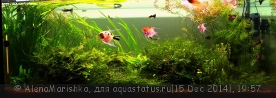 Новый конкурс: Мисс  аквариумистка AQUASTATUS-2014