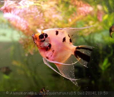 Новый конкурс: Мисс  аквариумистка AQUASTATUS-2014