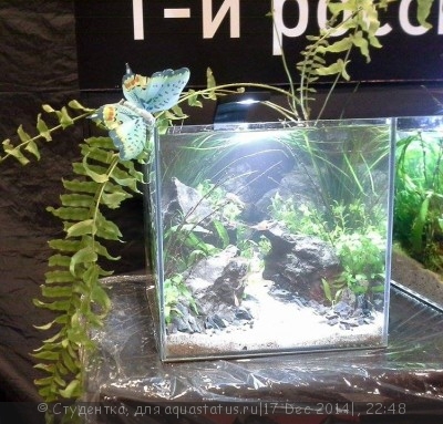 Новый конкурс: Мисс  аквариумистка AQUASTATUS-2014