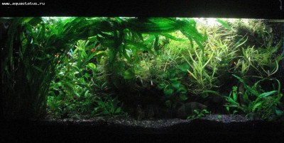 Мой аквариум Боцарий 280 литров bosmat  - DSC05096б.jpg