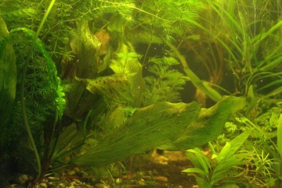 Опознание аквариумных растений - _dWnIz5h9UA.jpg