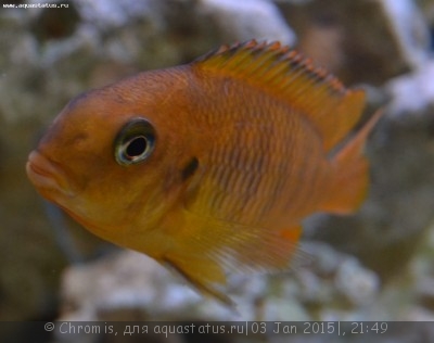 Псевдотрофеус tropheops "Chilumba" orange