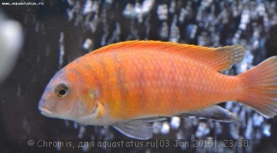 Фото Псевдотрофеус трофеопс Ред Фин Pseudotropheus tropheops Red Fin  (photo#63717)