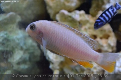 Фото Псевдотрофеус трофеопс Ред Фин Pseudotropheus tropheops Red Fin  (photo#63718)