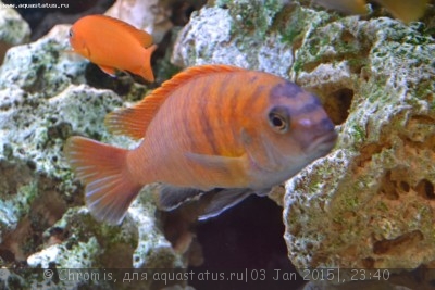 Фото Псевдотрофеус трофеопс Ред Фин Pseudotropheus tropheops Red Fin  (photo#63719)