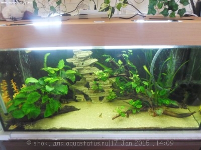 Мой аквариум 300 литров shok  - SAM_1755.JPG
