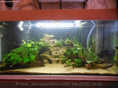 Мой аквариум 300 литров shok  - DSCN1162.JPG
