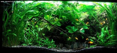 Мой аквариум Боцарий 280 литров bosmat  - DSC05349б.jpg