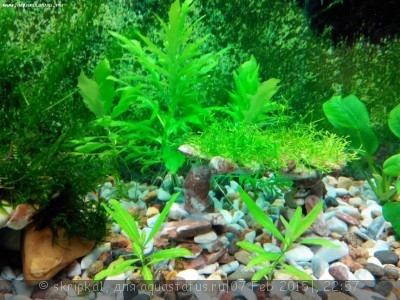 Опознание аквариумных растений - 1_AWpEHHtns.jpg