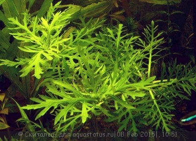 Фото Опознание аквариумных растений (photo#65231)