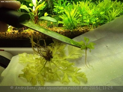 Опознание аквариумных растений - DSC01714.JPG