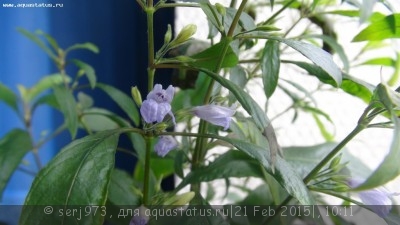 Фото Гигрофила щитковидная, лимонник Hygrophila corymbosa  (photo#65655)