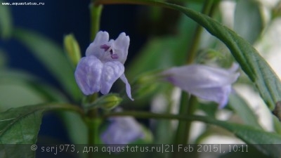 Фото Гигрофила щитковидная, лимонник Hygrophila corymbosa  (photo#65656)